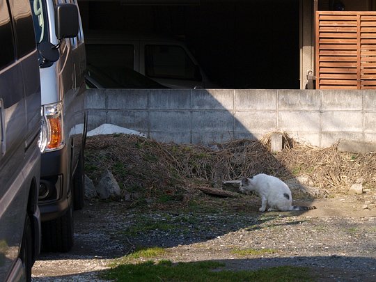 太田区のねこ