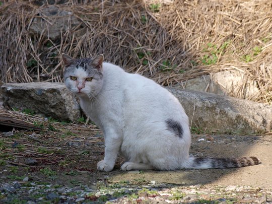 太田区のねこ