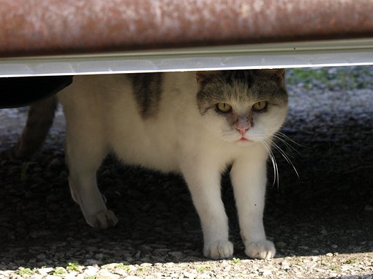 太田区のねこ