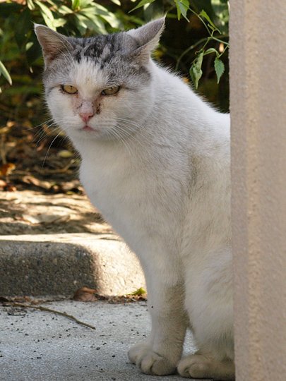 太田区のねこ
