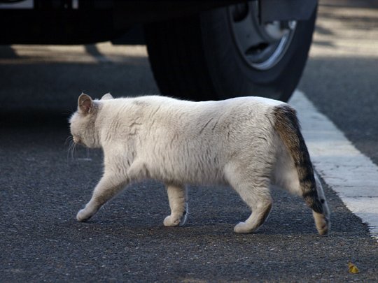 太田区のねこ