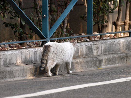 太田区のねこ