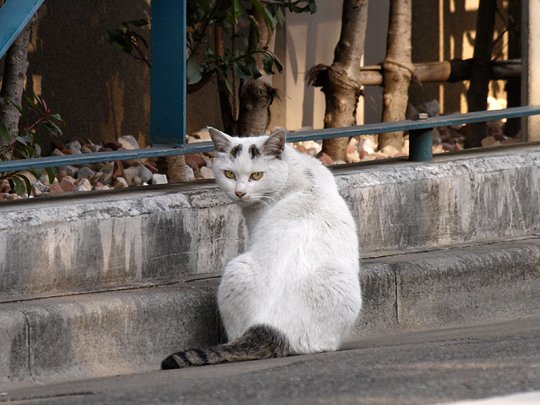 太田区のねこ