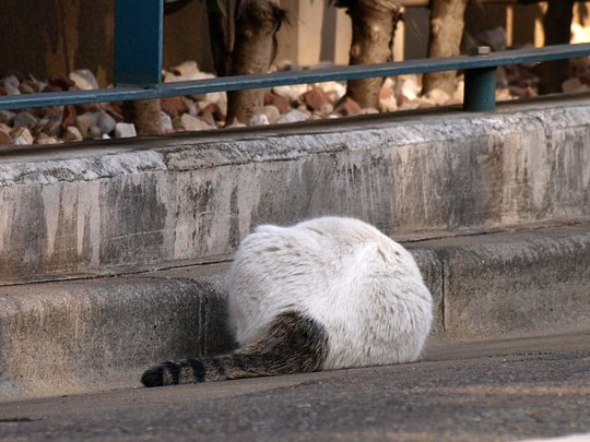 太田区のねこ