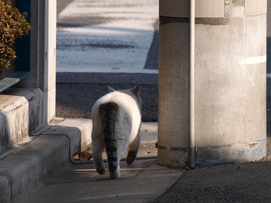 太田区のねこ