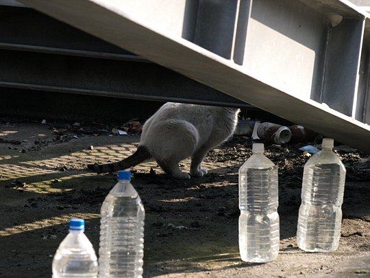 太田区のねこ