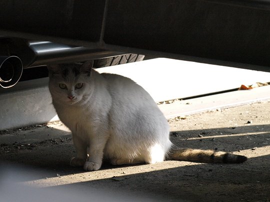 太田区のねこ
