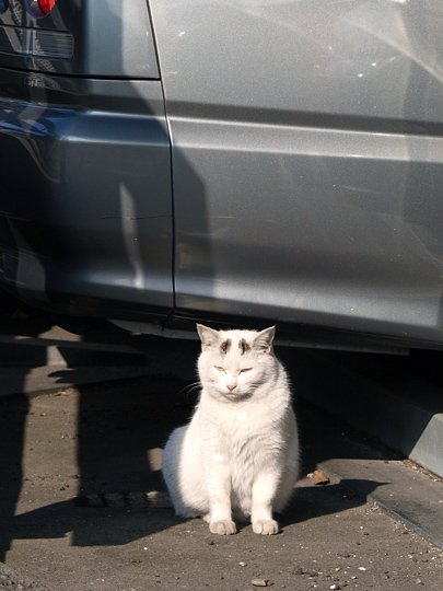 太田区のねこ