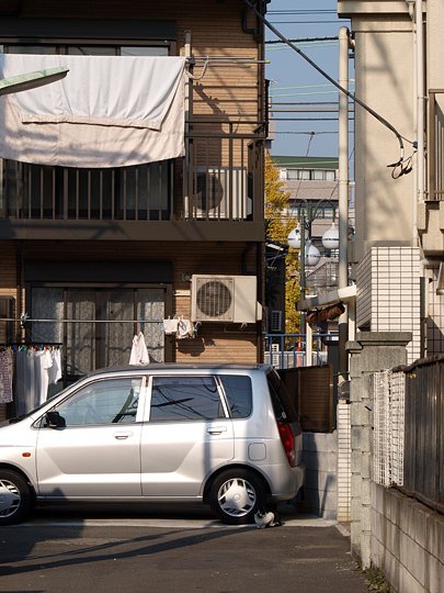 太田区のねこ