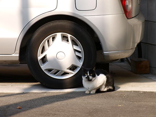 太田区のねこ