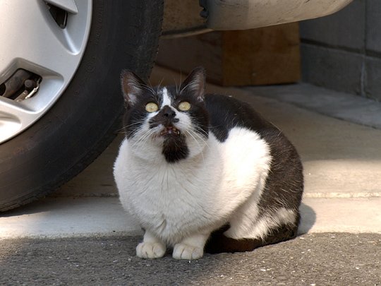 太田区のねこ