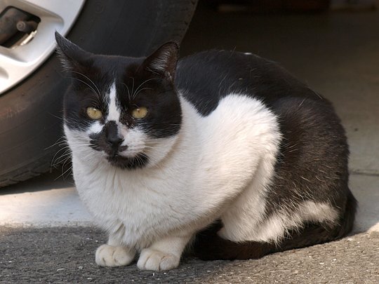 太田区のねこ