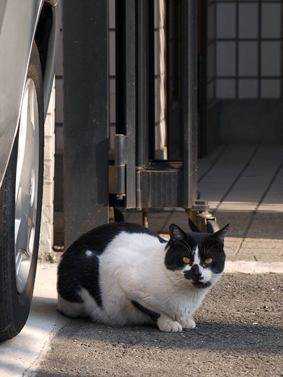 太田区のねこ