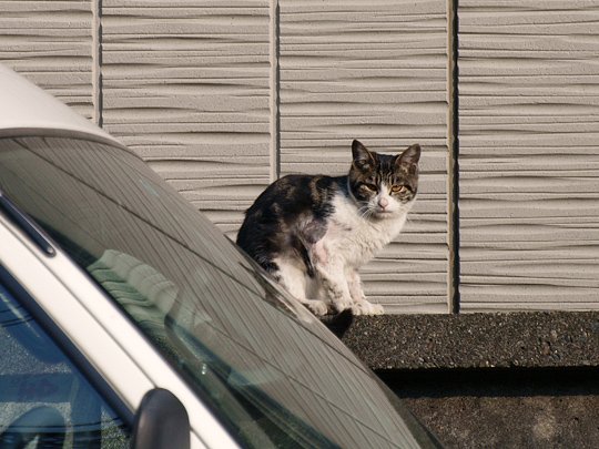 太田区のねこ