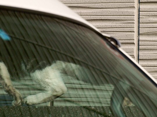 太田区のねこ