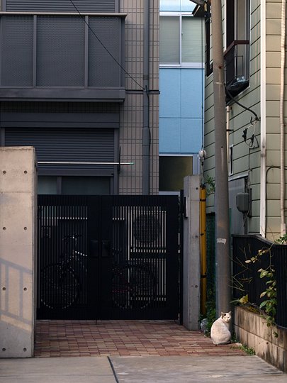太田区のねこ