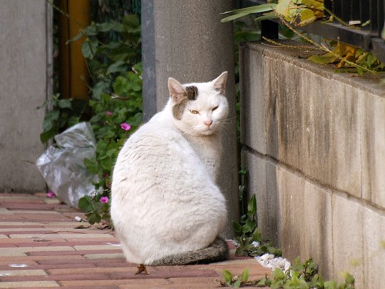 太田区のねこ