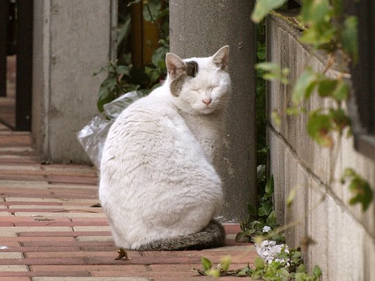 太田区のねこ