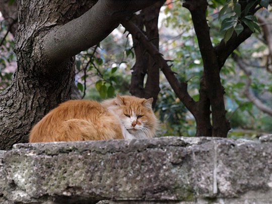 太田区のねこ