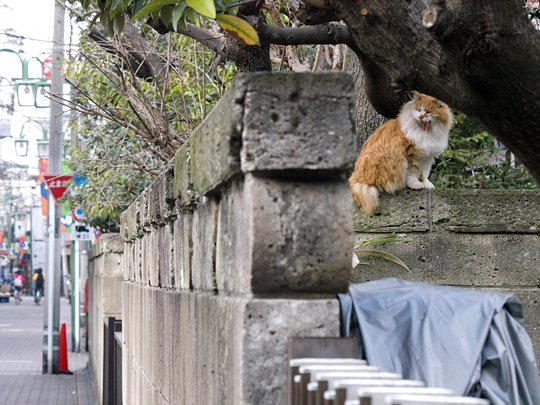 太田区のねこ