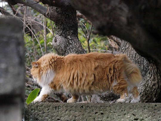 太田区のねこ