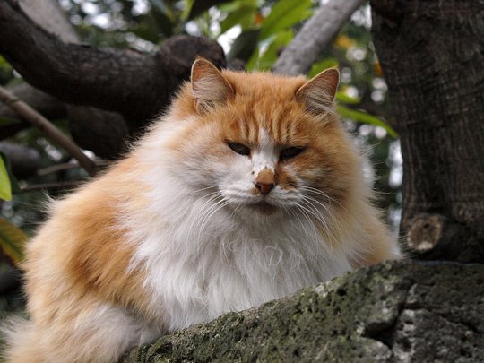 太田区のねこ