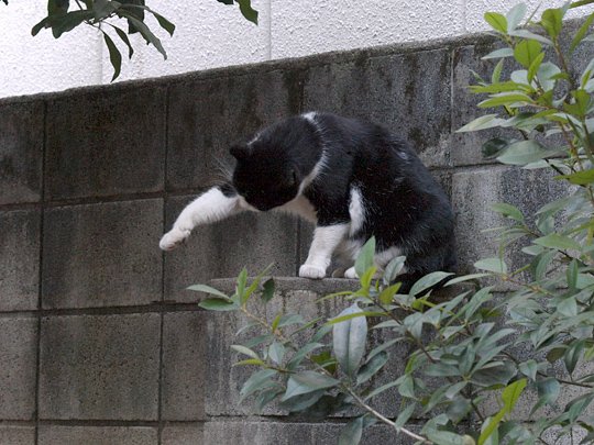 太田区のねこ