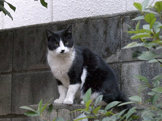 太田区のねこ