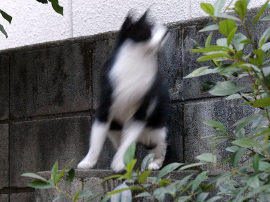 太田区のねこ