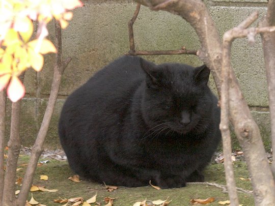 太田区のねこ