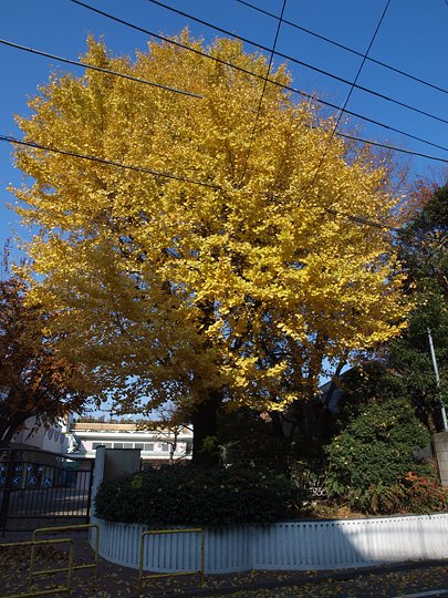太田区のねこ