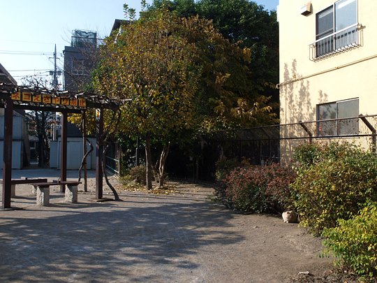 太田区のねこ