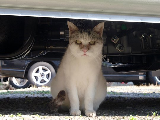 太田区のねこ