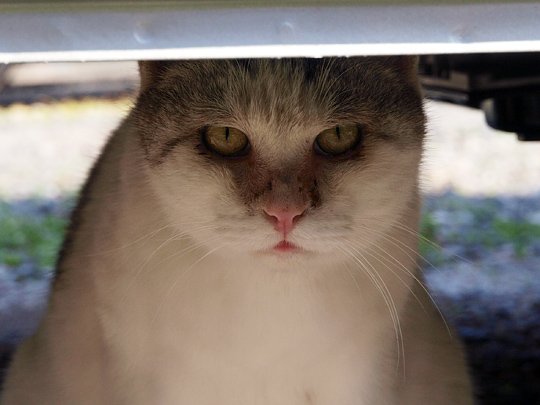 太田区のねこ