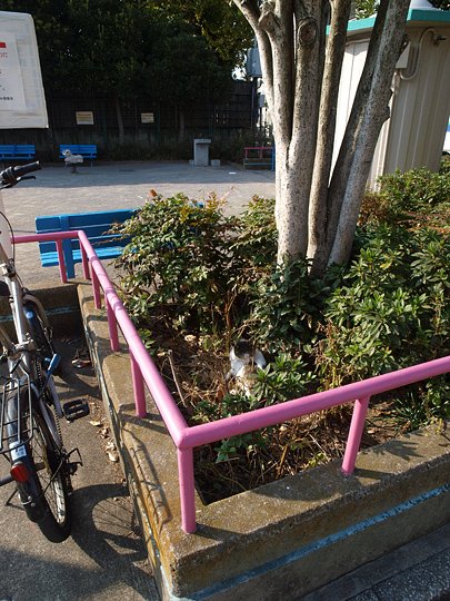 太田区のねこ