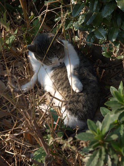 太田区のねこ