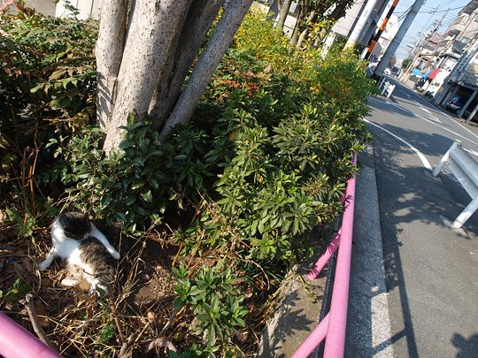 太田区のねこ