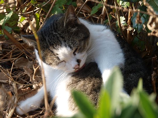 太田区のねこ
