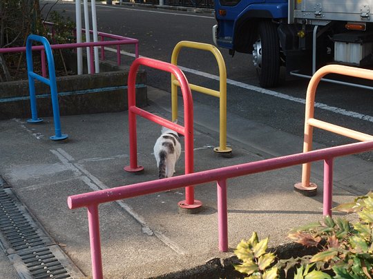 太田区のねこ