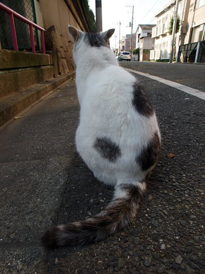 太田区のねこ