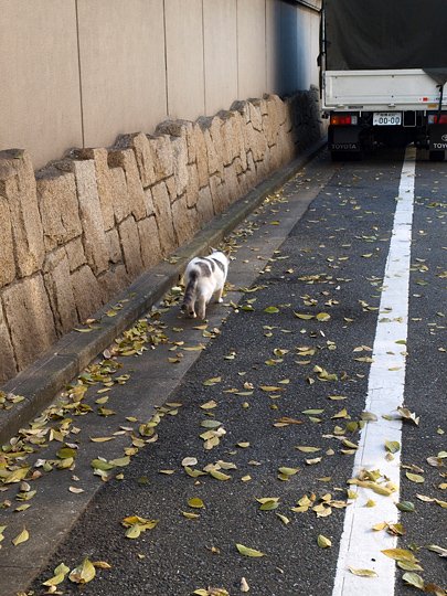 太田区のねこ