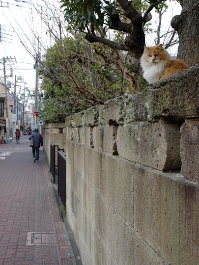 太田区のねこ