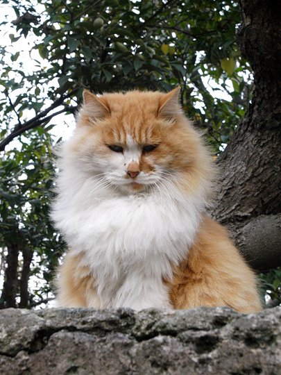 太田区のねこ