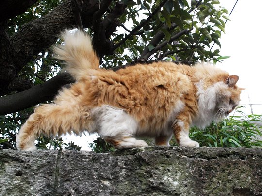 太田区のねこ