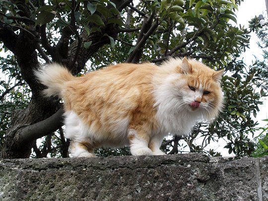 太田区のねこ