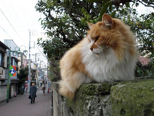 太田区のねこ