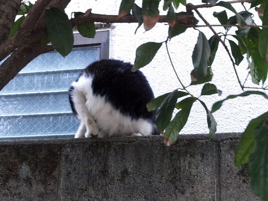 太田区のねこ