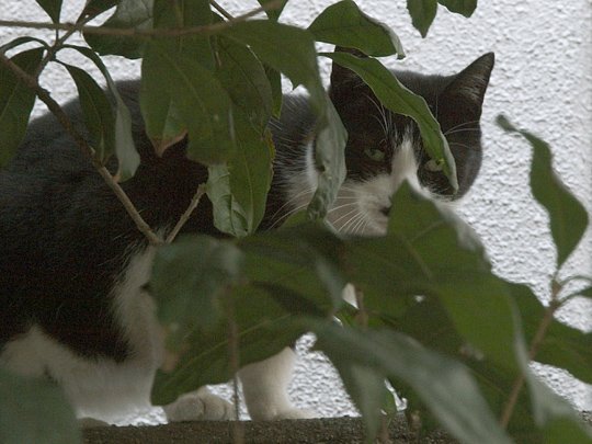 太田区のねこ