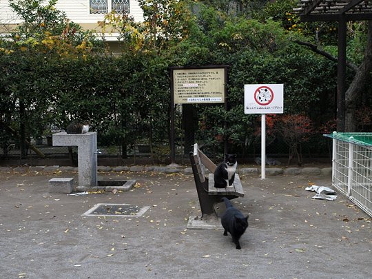 太田区のねこ