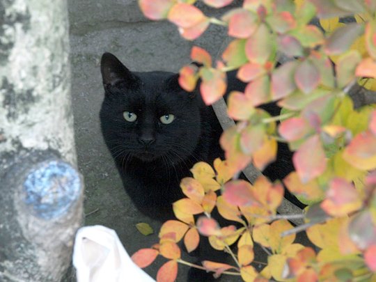 太田区のねこ